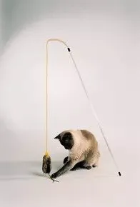 PURRfect Cat Toy with Feather