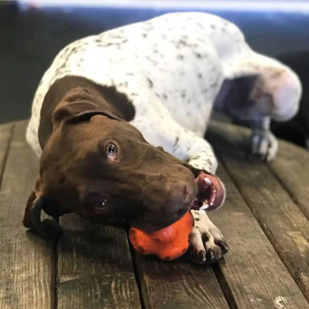 Soda Pup Crazy Bounce Orange Squeeze